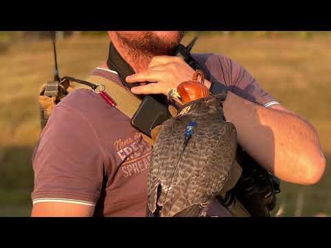 Видео: Соколиная охота. Август 2021