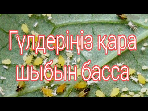 Видео: Гүлдеріңіз қара шыбын басса.Гүлдегі шіркейді жою.Гүлдер әлемі үй гүлдеріне тыңайтқышҮй гүлдері күтім