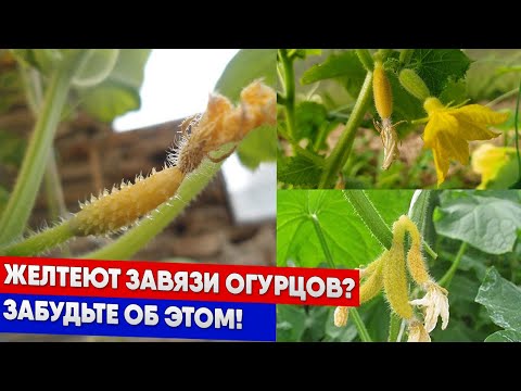 Видео: Желтеют завязи огурцов? Забудьте об этом!