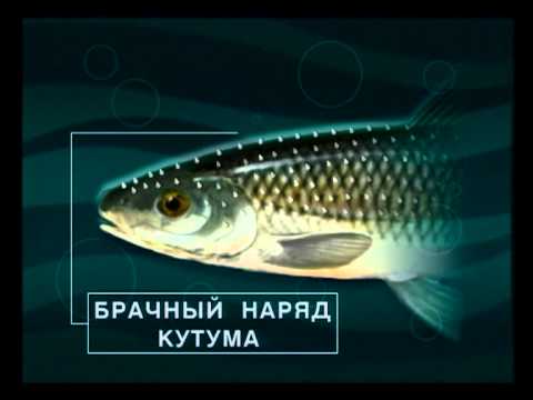 Видео: Диалоги о рыбалке - 144 - Айзербаджан, ловля кутума.