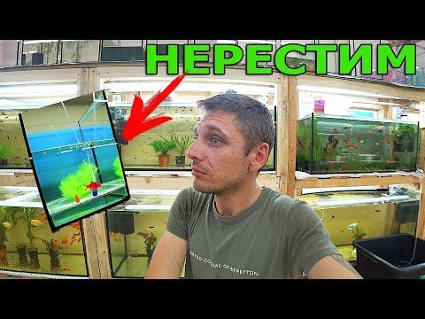 Видео: Красный барбус на нерест. Больше не спрашивайте где слон