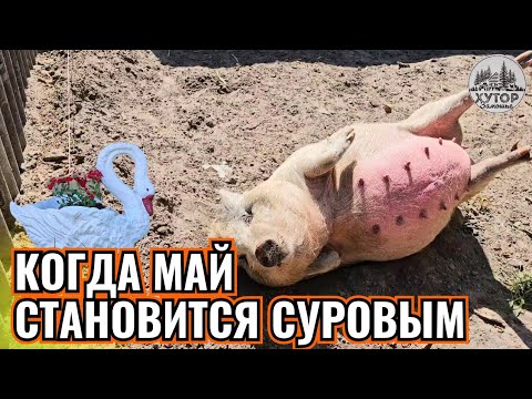Видео: ЭКСТРЕМАЛЬНОЕ ЗЕМЛЕДЕЛИЕ. МАЙСКИЕ МОРОЗЫ, ПРОБЛЕМА С ХРЮШЕЙ И СПАСЕНИЕ УРОЖАЯ!
