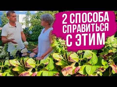 Видео: У гортензии сохнут края листьев. Что делать? Паутинный клещ на гортензии. Подкормки гортензии.