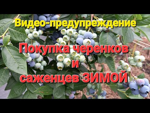 Видео: Саженцы и черенки ЗИМОЙ??? Что лучше подготовить в январе и феврале?