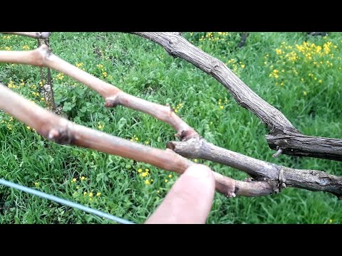 Видео: Отличие плодоносящих и неплодоносящих стеблей при обрезке винограда?