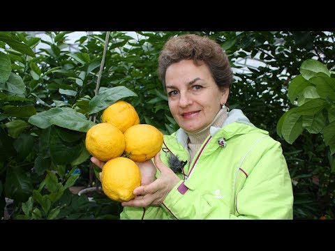 Видео: Как прививать комнатный лимон  Прививка лимона методом в расщеп