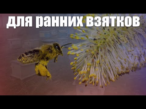 Видео: Готовим пасеку для ранних взятков. Как готовить пасеку для ранних взятков