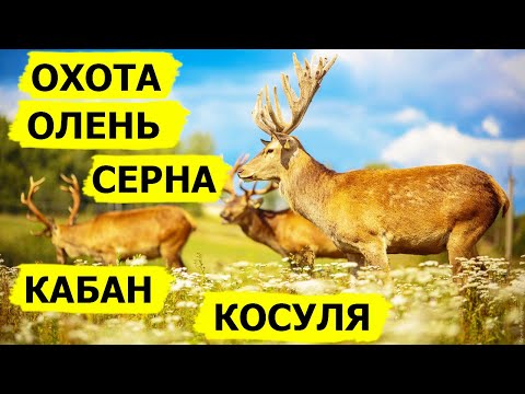 Видео: Охота на оленя, косулю, серну и кабана. Охота. (Охотник и рыболов)