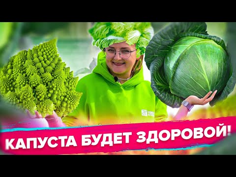 Видео: ПОЧЕМУ ТРЕСКАЕТСЯ КАПУСТА? ОТКУДА БЕРЕТСЯ КИЛА И ВСЕ О БОЛЕЗНЯХ КАПУСТЫ