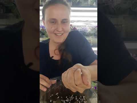 Видео: Как укоренить лист фиалки? Запись прямого эфира за 12.09.