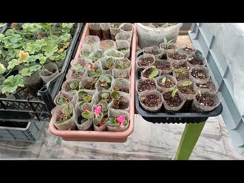 Видео: У меня перевалка и черенкование вегетативных георгин!