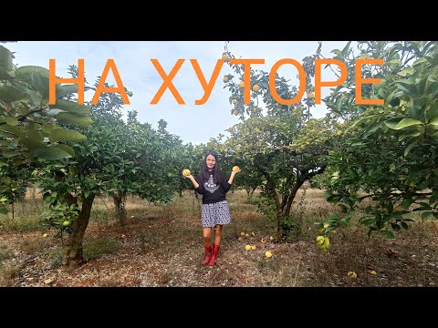 Видео: 51. Купили хутор. Что приготовили из айвы. Оливки. Реставрация старого дома.