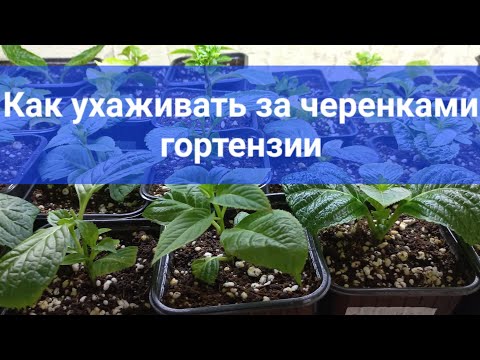 Видео: Как ухаживать за черенками гортензии