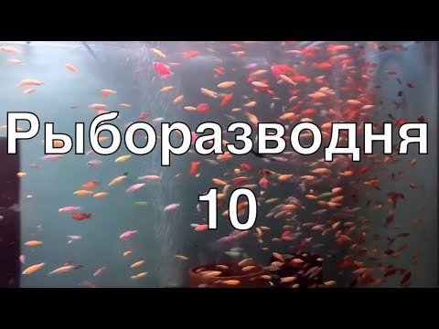 Видео: Рыборазводня в гараже, часть 10: корма и кормление