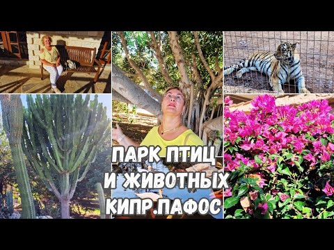 Видео: Кипр Пафос.Зоопарк на Кипре.Парк птиц и животных.Топ мест на Кипре куда стоит сходить зимой.Влог.2 Ч