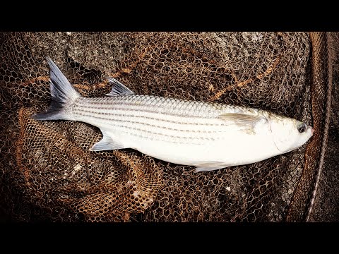 Видео: Ловля толстогубой кефали на хлеб — Ловля кефали — Рыбалка с пирса — Рыбалка с берега в Великобрит...