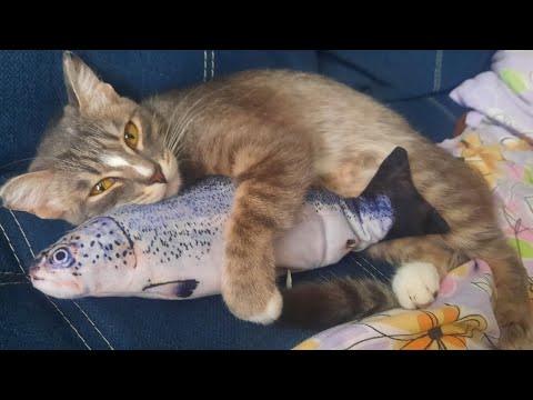 Видео: Новое лежбище для котиков🙀новая лежанка