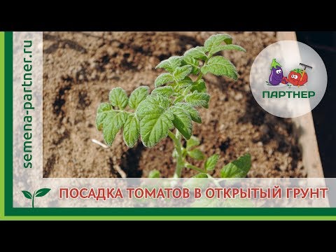 Видео: ТОМАТЫ В ОТКРЫТОМ ГРУНТЕ: ПРАВИЛА ПОСАДКИ