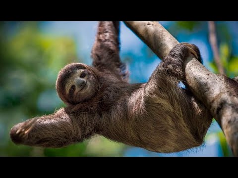 Видео: Ленивые звери