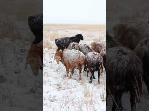 Видео: Овцы Эдильбаевской породы/ Зима пришла, пасём дальше