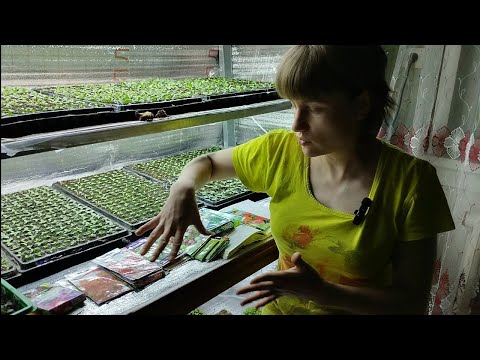 Видео: Какие цветы на срез я буду выращивать #цветынасрез