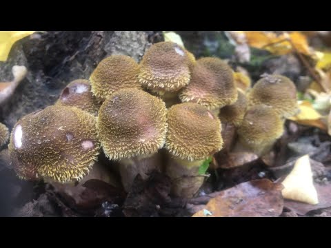 Видео: ОПЕНЬКИ ПОПЕРЛИ. Королівські опеньки