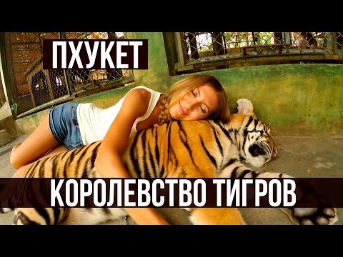 Видео: КОРОЛЕВСТВО ТИГРОВ НА ПХУКЕТЕ - ОБНИМАЮСЬ С ТИГРОМ ☼