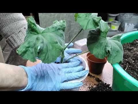 Видео: 295Выращивание гибридной пеларгонии с черенка на примере сорта Ю-Мерлезон2.#черенкование#укоренение.