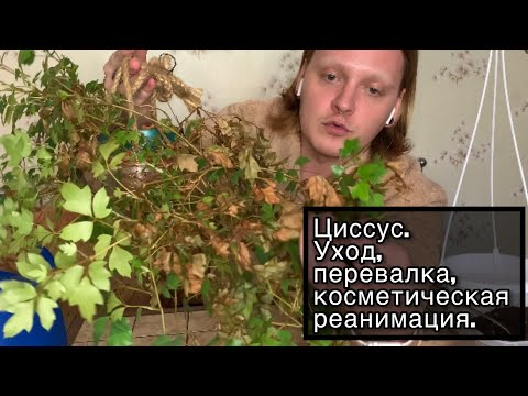 Видео: Циссус - уход,перевалка,реанимация после засухи. Березка для каждого.