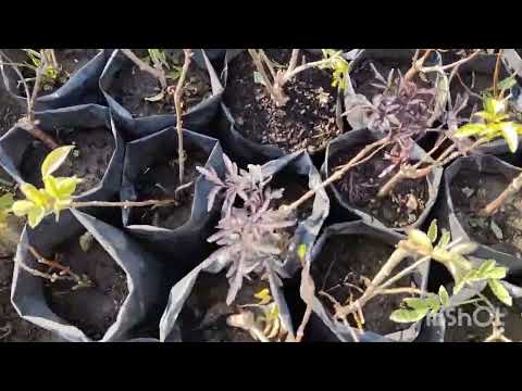 Видео: Прогулянка з гарними новинами.12.11.2025