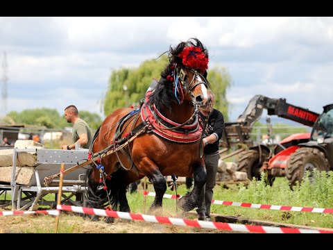 Видео: 34-ти конен турнир в Илиянци 2024’