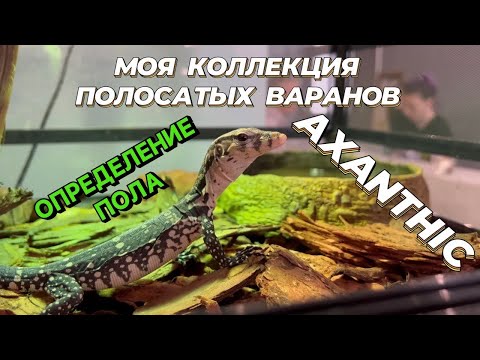Видео: МОЯ КОЛЛЕКЦИЯ ПОЛОСАТЫХ ВАРАНОВ/ОПРЕДЕЛЕНИЕ ПОЛА/VARANUS SALVATOR AXANTHIC