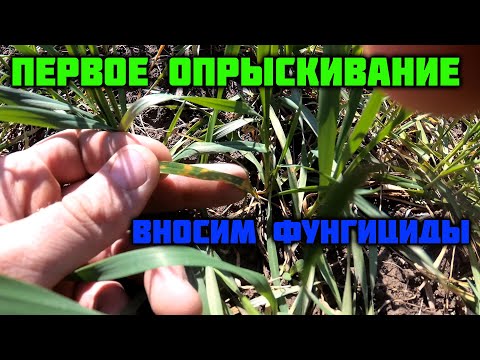 Видео: Первое опрыскивание 2022! Фунгицидная обработка. Защита (СЗР) озимой пшеницы.