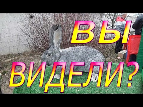 Видео: Ярмарка в Курске весна 2019 Куры,утка,перепела,кролики,голуби