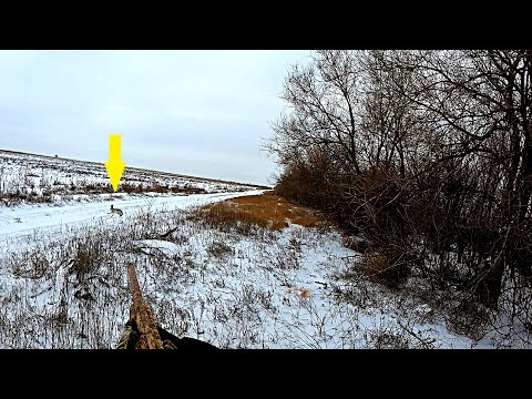 Видео: СКОЛЬКО ЗАЙЦЕВ В ЭТОЙ ПОСАДКЕ??? ЗАЙЦЫ ВСТАЮТ ИЗ ПОД НОГ!!! ЛУЧШАЯ ОХОТА НА ЗАЙЦА / MAX HUNTER
