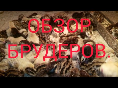 Видео: Обзор брудеров.