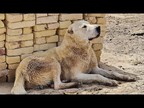 Видео: наичистейшие отарные Волкодавы!
