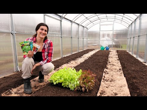 Видео: ЖИВОТ НА СЕЛО: Оранжерията е готова! 🥗 Марулки, разсади и капково напояване 💦