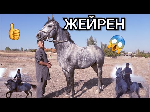 Видео: охоо ЖЭЙРЕН Сатылып кетти