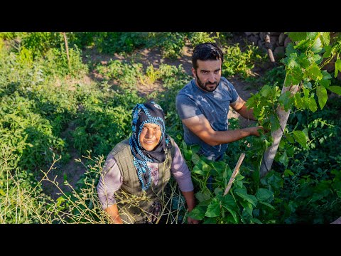 Видео: Приготовление и маринование со свежей фасолью, маринованной прямо с виноградника в деревне