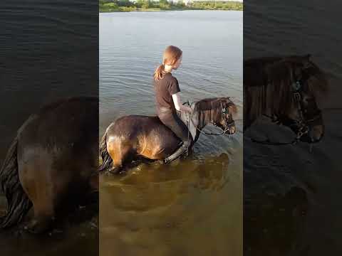 Видео: 🐎лошади🐎 купаются в озере ⛱️