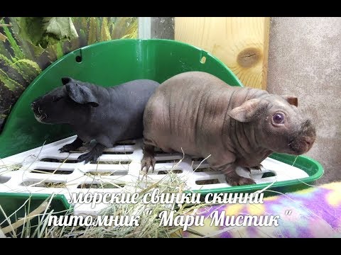 Видео: МОРСКИЕ  СВИНКИ СКИННИ -  МИЛА И ЛИЛЯ -  КУШАЮТ ВМЕСТЕ ( ПИТОМНИК "МАРИ МИСТИК" )