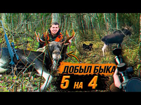 Видео: Охота на лося. Добыл быка. ЛОСЬ ВЫШЕЛ НА МЕНЯ!