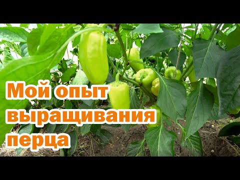 Видео: Мои победы и неудачи при выращивании перца