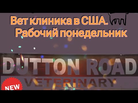 Видео: Моя работа в Америке.Ветеринарная клиника.Часть 1