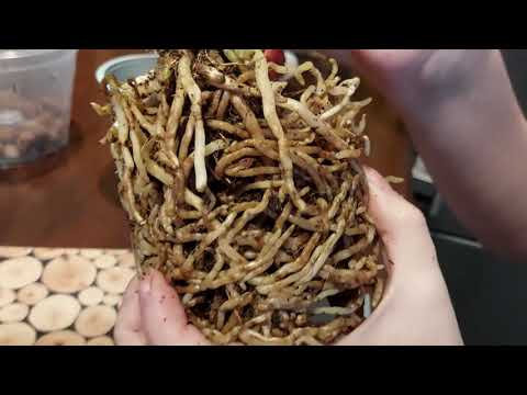 Видео: Зигопеталум. Орхидея. Пересадка