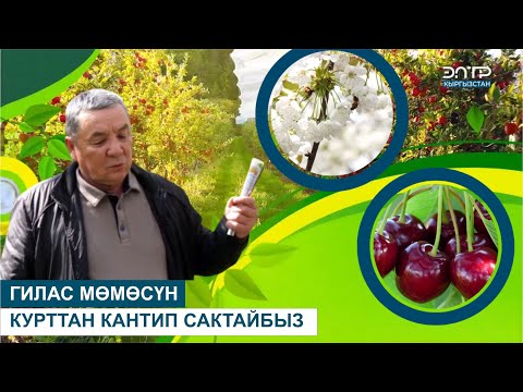 Видео: ГИЛАС МӨМӨСҮН КУРТТАН КАНТИП САКТАЙБЫЗ // ЧАРБАКЕР