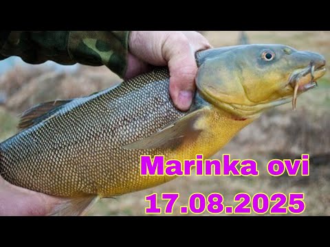 Видео: Baliq ovi. Toshkentda Marinka ovi 17.08.2025. Ловля Маринки в Ташкенте. Рыбалка в Ташкенте. 