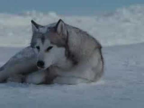 Видео: Песнь о Хаски