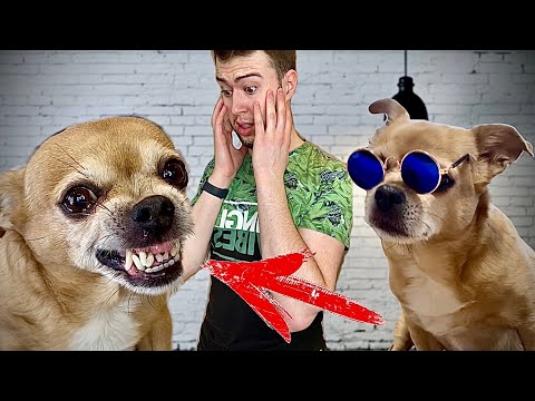 Видео: Парень и чихуахуа из Тик Ток  😂😂😂 (Часть 2)